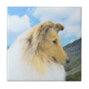 Recherche de colley carreaux Dog