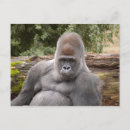 Recherche de bébé gorille cartes postales Animal