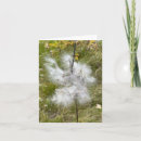 Recherche de milkweed Papillon