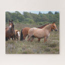 Recherche de poneys puzzles Poulain