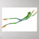 Recherche de reptiles posters Animal