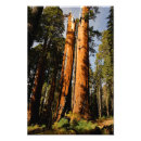Recherche de sequoia posters Parc national