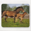 Recherche de poulain tapis souris Ranch