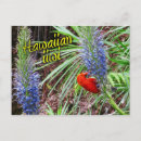 Recherche de hawaïen cartes postales Bleu