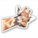 Recherche de girafe drôle autocollants Sauvage