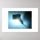 Recherche de stingrays posters Nature