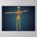 Recherche de lombaire posters Veine