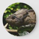 Recherche de caméléon horloges Madagascar