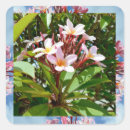 Recherche de frangipanis autocollants Plumérie