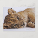 Recherche de lionne cartes postales Horizontal