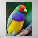 Recherche de gouldian posters Faune