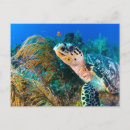 Recherche de poisson de mer cartes postales Bleu