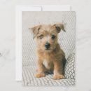 Recherche de animaux bébé vœux cartes Chien