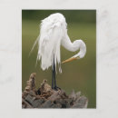 Recherche de furets cartes postales Blanc