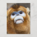 Recherche de tête animale cartes postales De près