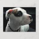 Recherche de puppy cartes postales Pitbull