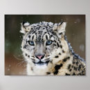 Recherche de léopard neige posters Bleu