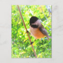 Recherche de oiseaux chanteurs cartes postales Mésange