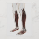 Recherche de anatomie musculaire Illustrations biomédicales