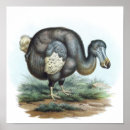 Recherche de dodo art Éteint