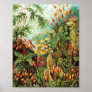 Recherche de zoologie posters Ernst haeckel