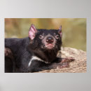 Recherche de indompte posters Faune