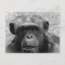 Recherche de visage de chimpanzé cartes postales Ape