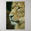 Recherche de yeux de tigre posters Gros chat