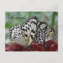 Recherche de papillon de monarque cartes postales Insecte
