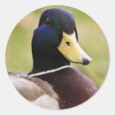 Recherche de canard jaune autocollants Oiseaux