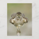 Recherche de comportement cartes postales Animal