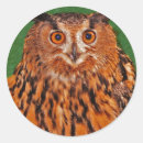 Recherche de oiseaux proie autocollants Nature