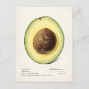 Recherche de avocado cartes postales Fruit