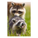 Recherche de lotos posters Mammifère