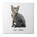 Recherche de chats vintages carreaux Animal