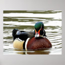 Recherche de canard blanc posters Rouge