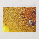 Recherche de bourdons cartes postales Tournesol