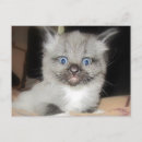 Recherche de funny cat cartes postales Cats
