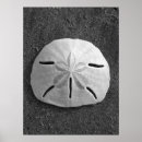 Recherche de dollar de sable posters Littoral