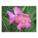 Recherche de pois rose posters Fleurs