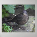 Recherche de oiseaux chanteurs posters Oiseau chanteur