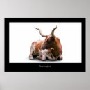 Recherche de texas longhorn posters Taureau