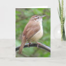 Recherche de roitelet cartes postales Roitelet de caroline