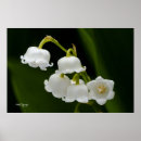 Recherche de muguet art Fleurs