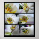 Recherche de orchidée blanche posters Phalaenopsis