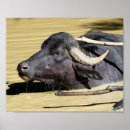 Recherche de buffle art Eau