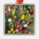 Recherche de tulipe ornements Fleur
