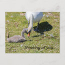 Recherche de cygnes cartes postales Faune