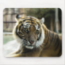Recherche de tigre bengale tapis souris Tigres