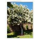 Recherche de jasmine vœux cartes Blanc